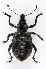 Liophloeus tessulatus