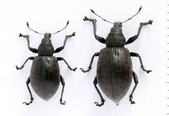 Liophloeus tessulatus