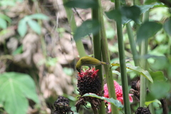 Arachnothera modesta