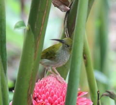 Arachnothera modesta