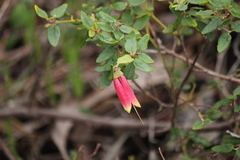 Correa reflexa scabridula