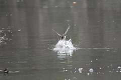 Tachybaptus ruficollis