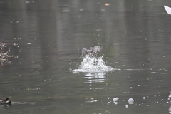 Tachybaptus ruficollis