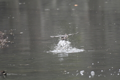Tachybaptus ruficollis