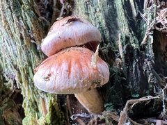 Pyrrhulomyces astragalinus