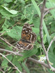 Anthanassa texana texana