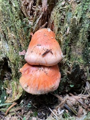 Pyrrhulomyces astragalinus