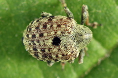 Cionus hortulanus