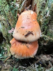 Pyrrhulomyces astragalinus