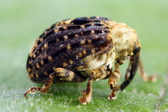 Cionus scrophulariae