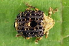 Cionus scrophulariae
