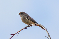 Phoenicurus erythronotus