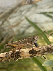 Eyprepocnemis plorans