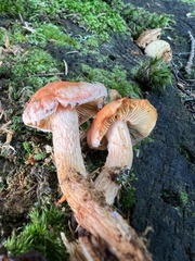 Pyrrhulomyces astragalinus