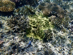 Montipora