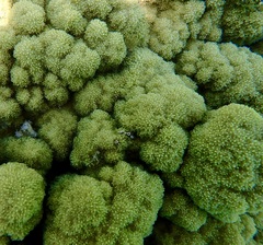 Montipora