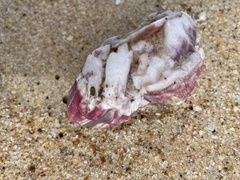 Megabalanus