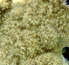 Montipora