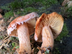 Pyrrhulomyces astragalinus