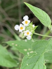 Lantana canescens