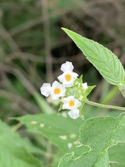 Lantana canescens