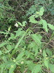Lantana canescens