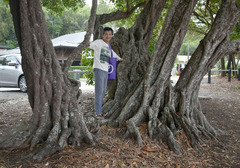 Planchonella obovata