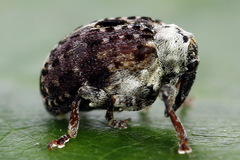 Cionus scrophulariae