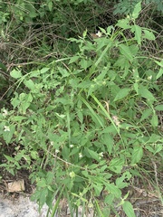 Lantana canescens