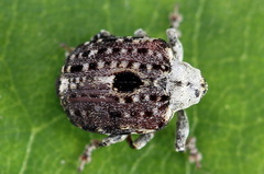 Cionus scrophulariae