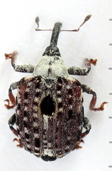 Cionus scrophulariae