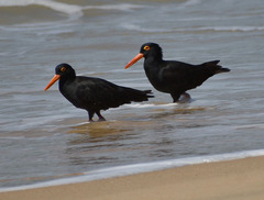 Haematopus fuliginosus