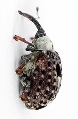Cionus scrophulariae