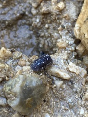 Armadillidium corcyraeum