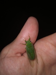 Chlorocysta vitripennis