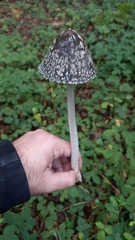 Coprinopsis picacea