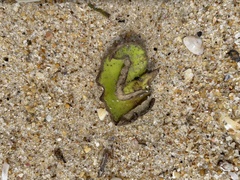 Avicennia marina