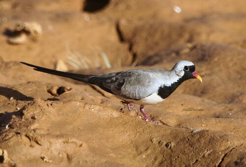 Tórtola rabilarga (Oena capensis)