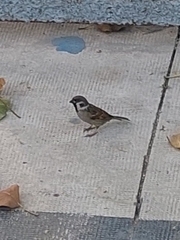 Passer montanus malaccensis