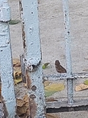 Passer montanus malaccensis