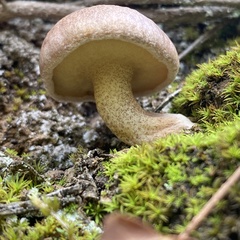Suillus bellinii