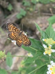 Texola elada ulrica