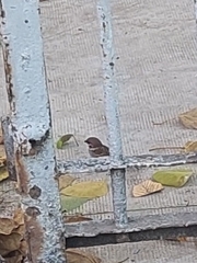 Passer montanus malaccensis