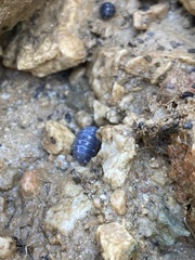 Armadillidium corcyraeum