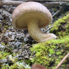 Suillus bellinii
