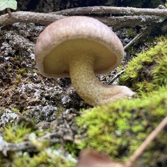 Suillus bellinii