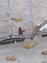 Passer montanus malaccensis