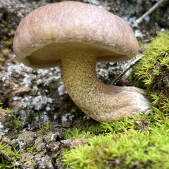 Suillus bellinii