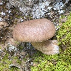 Suillus bellinii