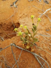Lyperia